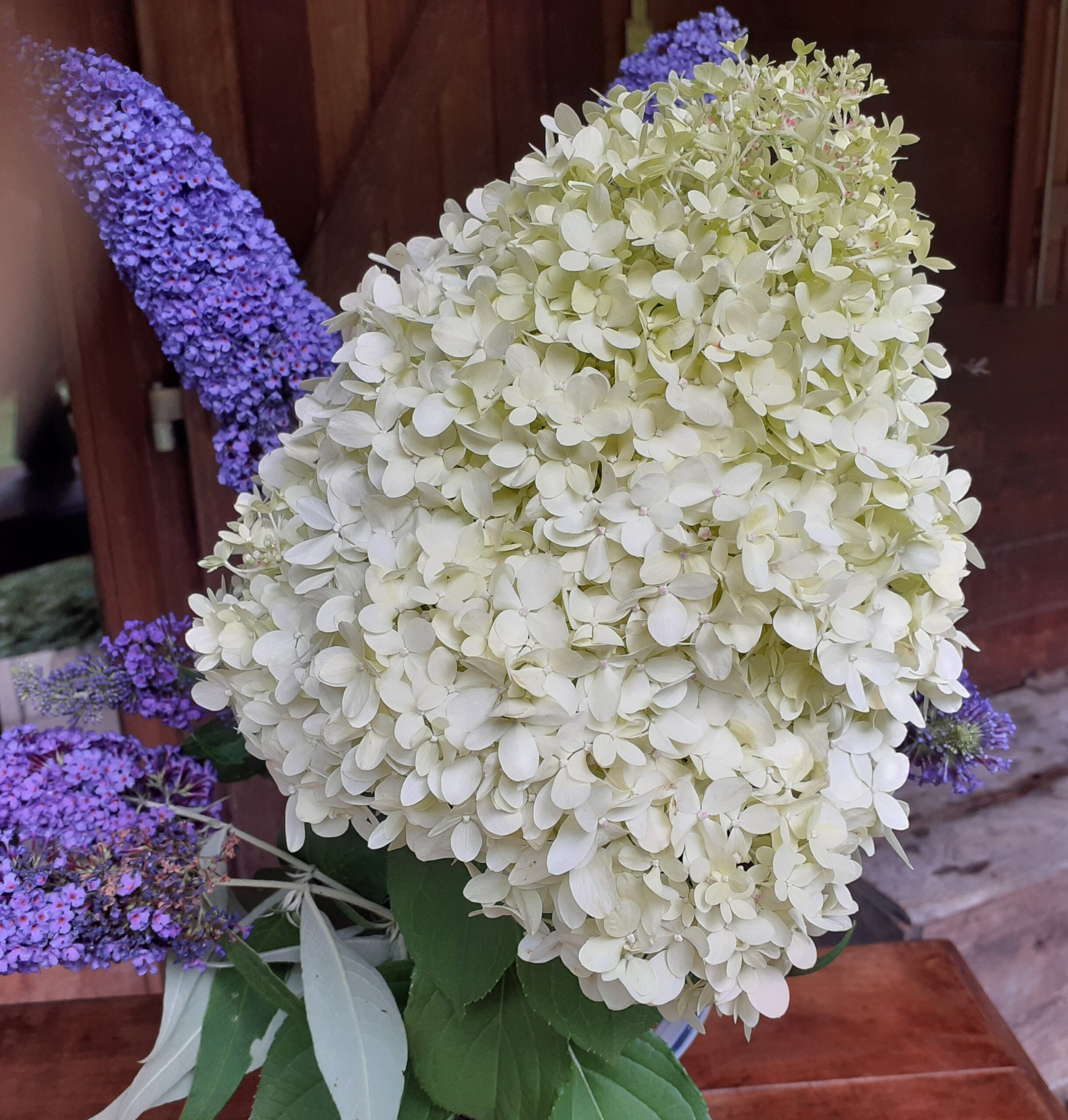 Un bel exemple de fleur d'été pour votre jardin proposé par la pépinière Hortus Silvae.